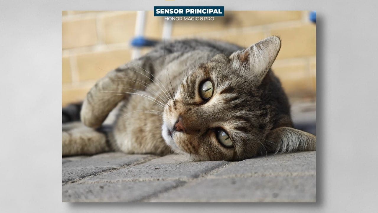 HONOR Magic8 Pro