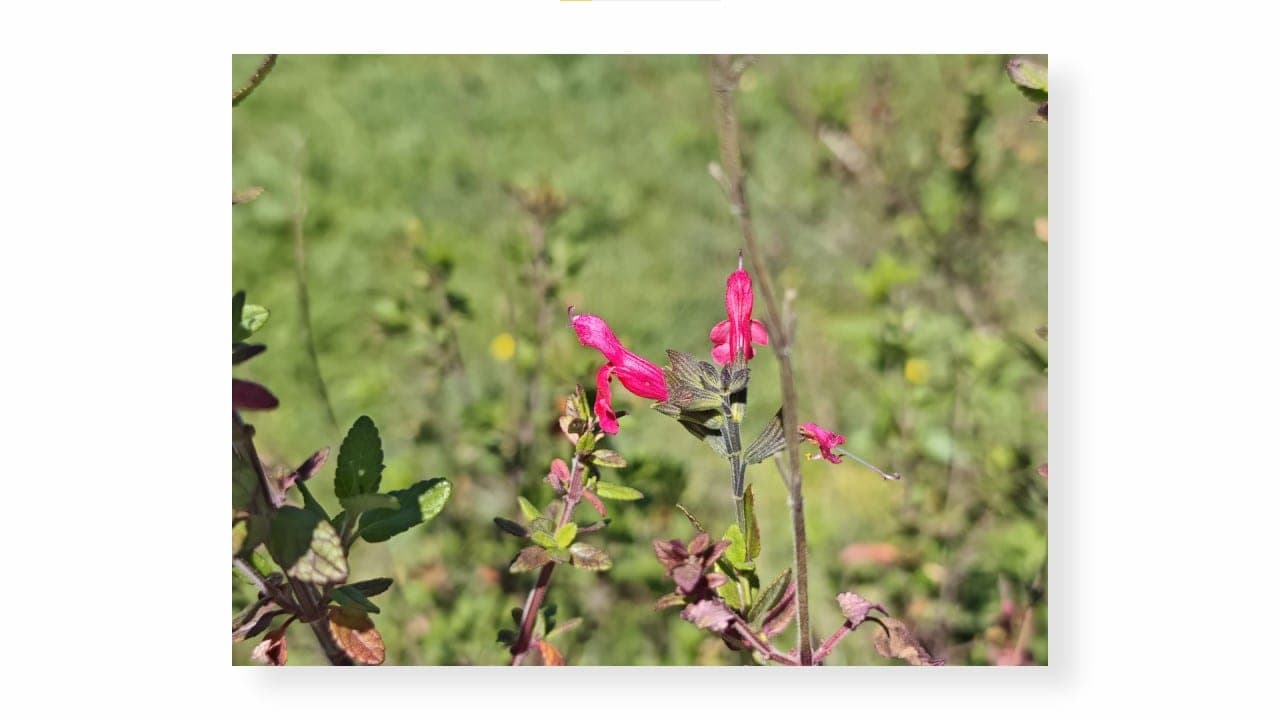 POCO F7 Pro teleobjetivo flor rosa