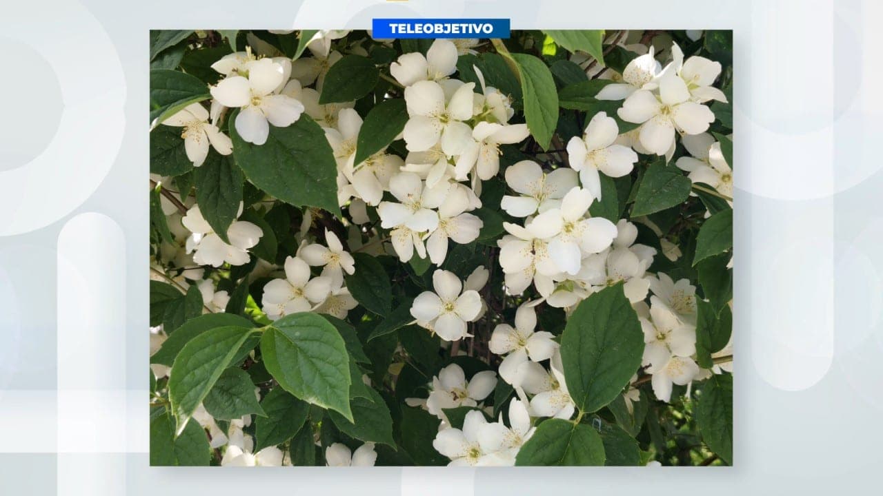 realme 16 Pro 5G teleobjetivo flores