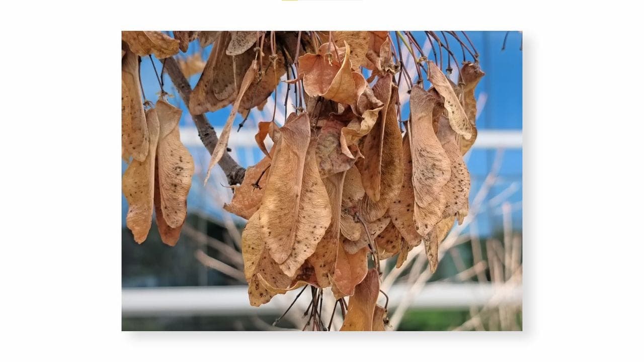 Xiaomi Redmi Note 15 Pro+ 5G zoom