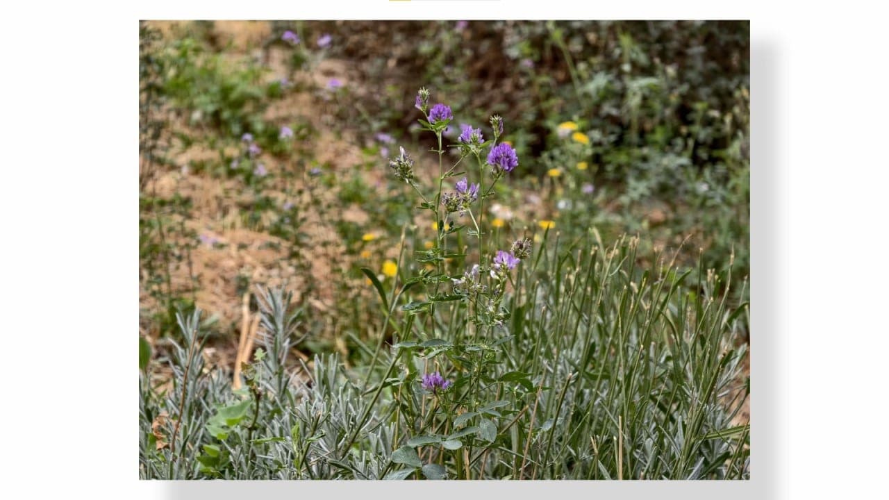 vivo X300 Pro sensor principal